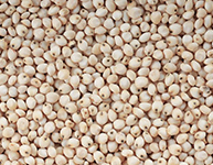 White Sorghum