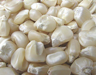 White Corn