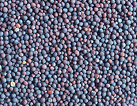 Canola Seeds