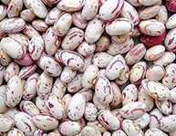 Light Speckled Kidney Beans