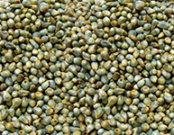 Green Millets