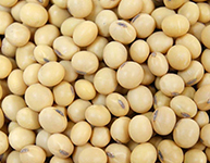 Soybean Seeds