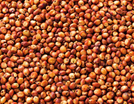 Red Sorghum