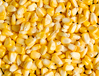 Yellow Corn