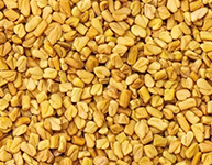 Fenugreek Seeds