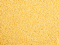 Golden Millet