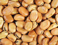 Faba Beans