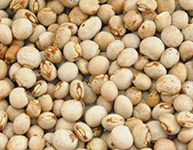 Pigeon Peas