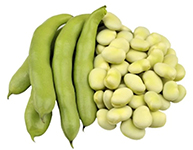 Faba Bean Protein