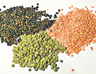 Lentil Fiber